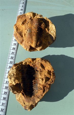 Trilobiti verosimilmente marocchine - terza serie